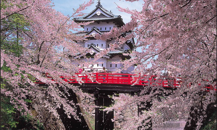 Japanese interpreters attend the Matsumae Koen Park Cherry Blossom Festival
